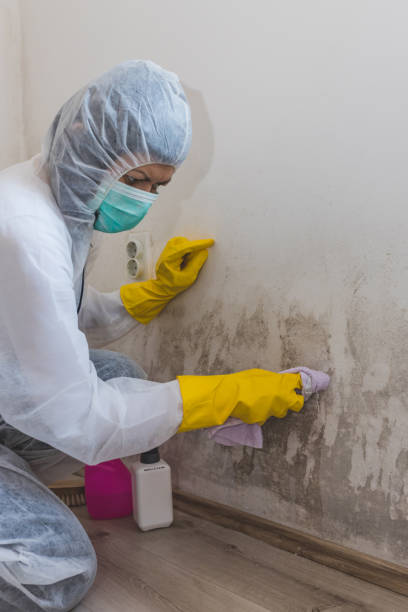 Best Residential Mold Inspection & Testing  in Hillsborough, NC